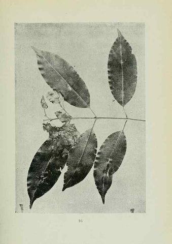 Reproducción/Reproduction 7747258440: Archivos do Jardim Botânico do Rio de Janeiro.. Rio de Janeiro :Jardim Botanico,1915-