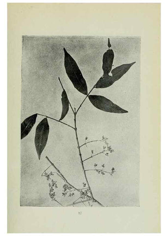 Reproducción/Reproduction 7747259496: Archivos do Jardim Botânico do Rio de Janeiro.. Rio de Janeiro :Jardim Botanico,1915-