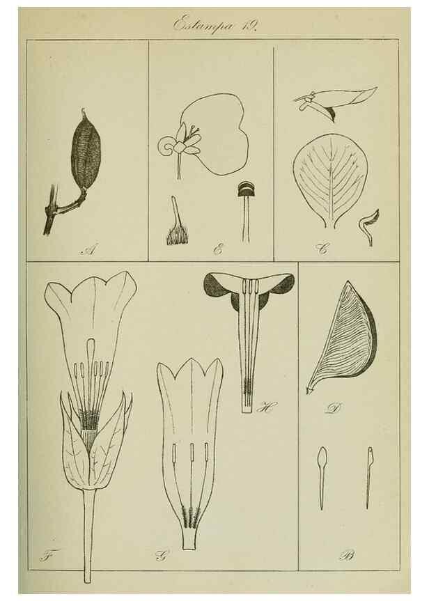 Reproducción/Reproduction 7747261254: Archivos do Jardim Botânico do Rio de Janeiro.. Rio de Janeiro :Jardim Botanico,1915-