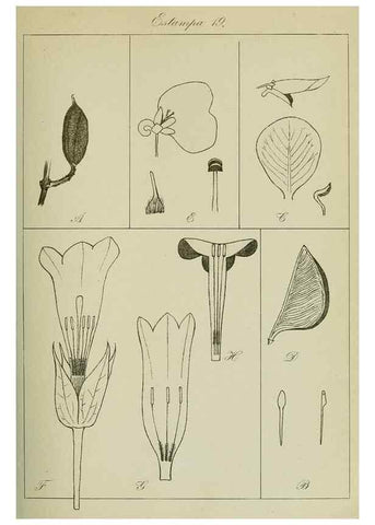 Reproducción/Reproduction 7747261254: Archivos do Jardim Botânico do Rio de Janeiro.. Rio de Janeiro :Jardim Botanico,1915-