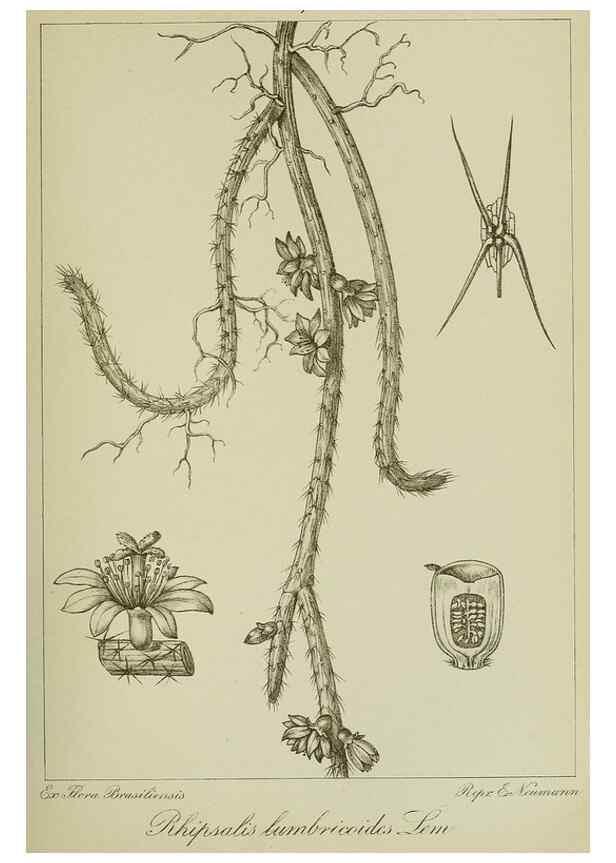 Reproducción/Reproduction 7747262866: Archivos do Jardim Botânico do Rio de Janeiro.. Rio de Janeiro :Jardim Botanico,1915-