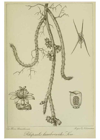 Reproducción/Reproduction 7747262866: Archivos do Jardim Botânico do Rio de Janeiro.. Rio de Janeiro :Jardim Botanico,1915-