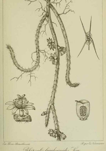 Reproducción/Reproduction 7747262866: Archivos do Jardim Botânico do Rio de Janeiro.. Rio de Janeiro :Jardim Botanico,1915-