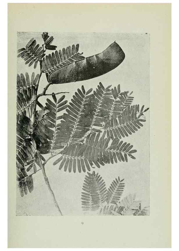 Reproducción/Reproduction 7747251492: Archivos do Jardim Botânico do Rio de Janeiro.. Rio de Janeiro :Jardim Botanico,1915-