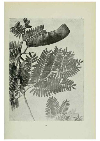 Reproducción/Reproduction 7747251492: Archivos do Jardim Botânico do Rio de Janeiro.. Rio de Janeiro :Jardim Botanico,1915-