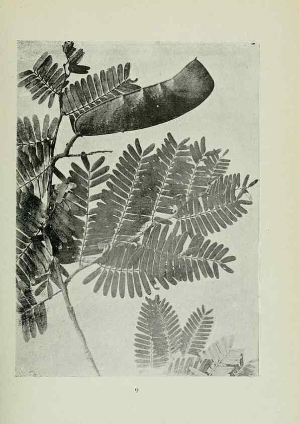 Reproducción/Reproduction 7747251492: Archivos do Jardim Botânico do Rio de Janeiro.. Rio de Janeiro :Jardim Botanico,1915-