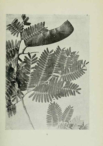 Reproducción/Reproduction 7747251492: Archivos do Jardim Botânico do Rio de Janeiro.. Rio de Janeiro :Jardim Botanico,1915-