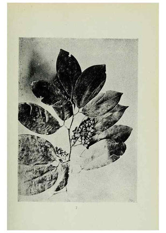 Reproducción/Reproduction 7747249468: Archivos do Jardim Botânico do Rio de Janeiro.. Rio de Janeiro :Jardim Botanico,1915-