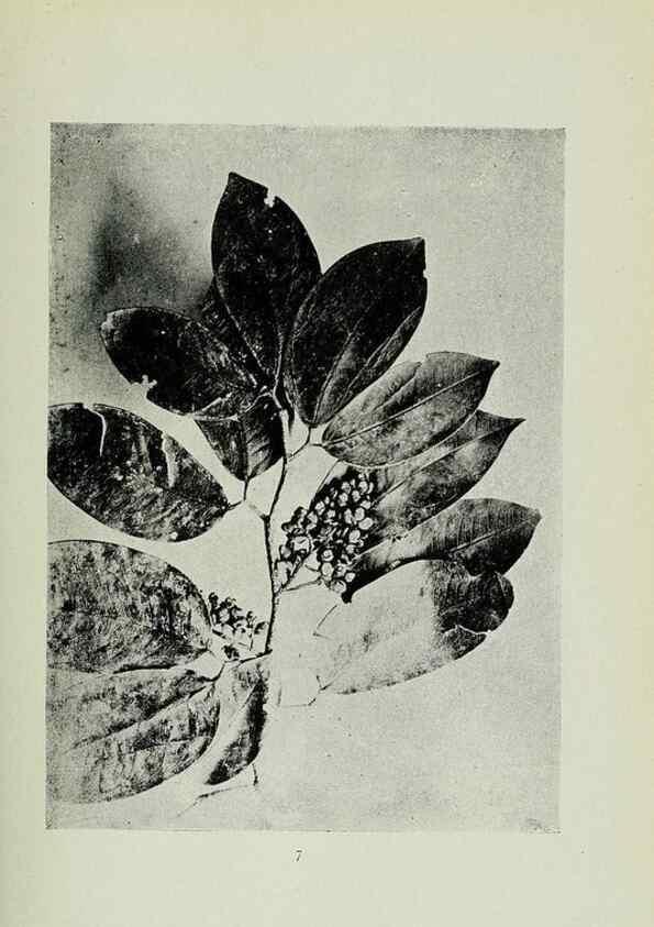 Reproducción/Reproduction 7747249468: Archivos do Jardim Botânico do Rio de Janeiro.. Rio de Janeiro :Jardim Botanico,1915-