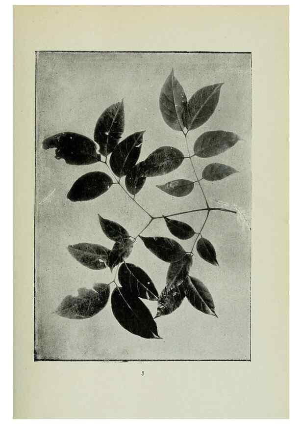 Reproducción/Reproduction 7747247632: Archivos do Jardim Botânico do Rio de Janeiro.. Rio de Janeiro :Jardim Botanico,1915-