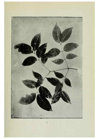 Reproducción/Reproduction 7747247632: Archivos do Jardim Botânico do Rio de Janeiro.. Rio de Janeiro :Jardim Botanico,1915-