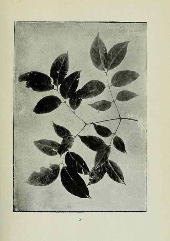Reproducción/Reproduction 7747247632: Archivos do Jardim Botânico do Rio de Janeiro.. Rio de Janeiro :Jardim Botanico,1915-