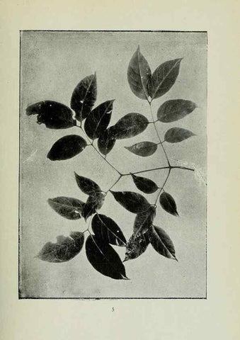 Reproducción/Reproduction 7747247632: Archivos do Jardim Botânico do Rio de Janeiro.. Rio de Janeiro :Jardim Botanico,1915-