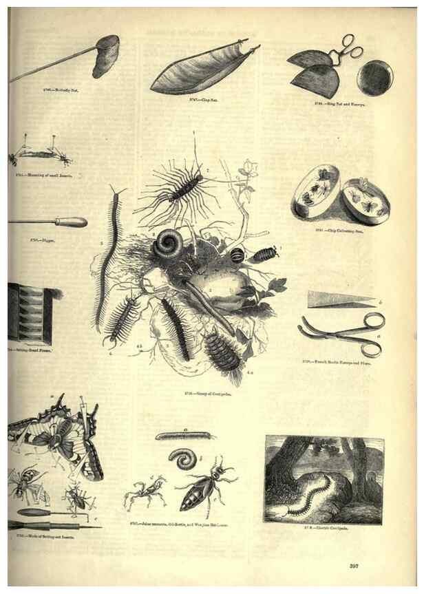 Reproducción/Reproduction 7740176218: The pictorial museum of animated nature .... London :C. Cox,[1844?]