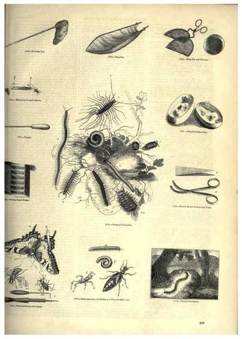 Reproducción/Reproduction 7740176218: The pictorial museum of animated nature .... London :C. Cox,[1844?]