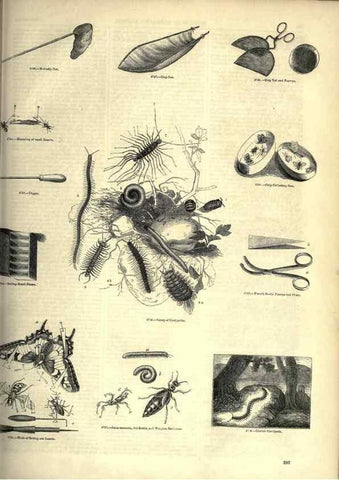 Reproducción/Reproduction 7740176218: The pictorial museum of animated nature .... London :C. Cox,[1844?]