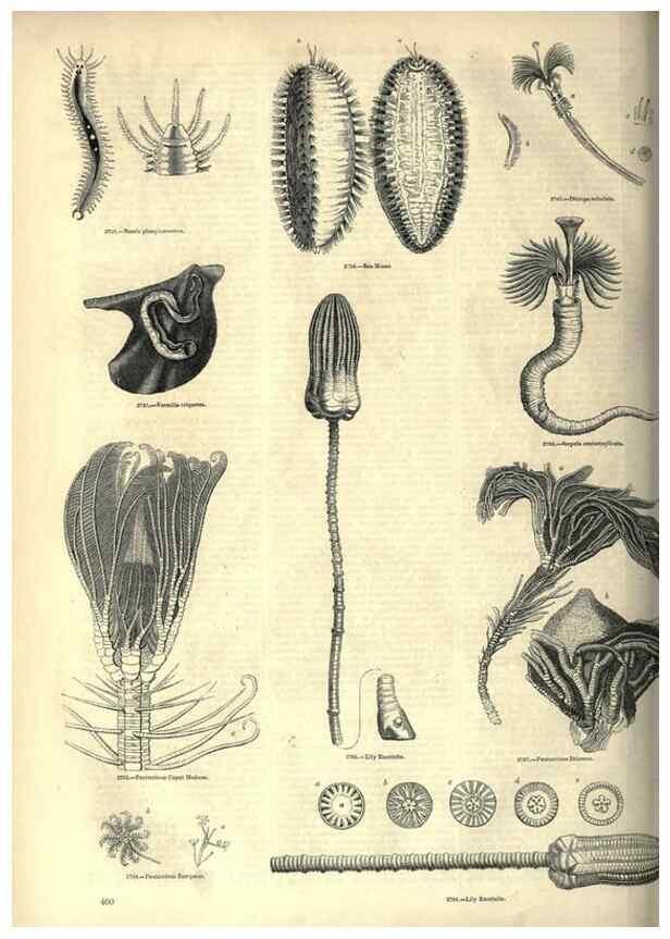 Reproducción/Reproduction 7740177198: The pictorial museum of animated nature .... London :C. Cox,[1844?]