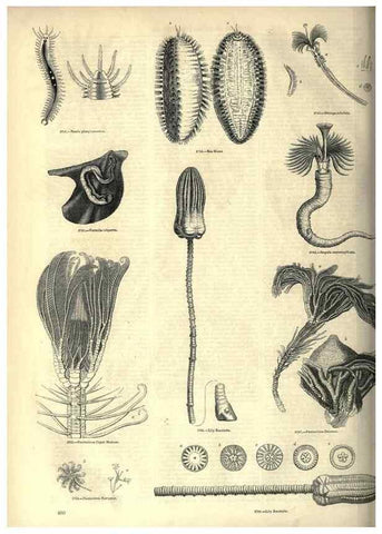 Reproducción/Reproduction 7740177198: The pictorial museum of animated nature .... London :C. Cox,[1844?]