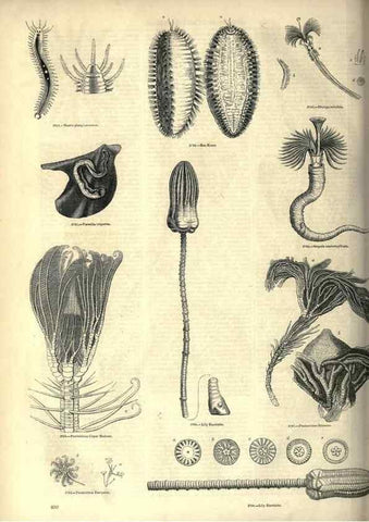 Reproducción/Reproduction 7740177198: The pictorial museum of animated nature .... London :C. Cox,[1844?]