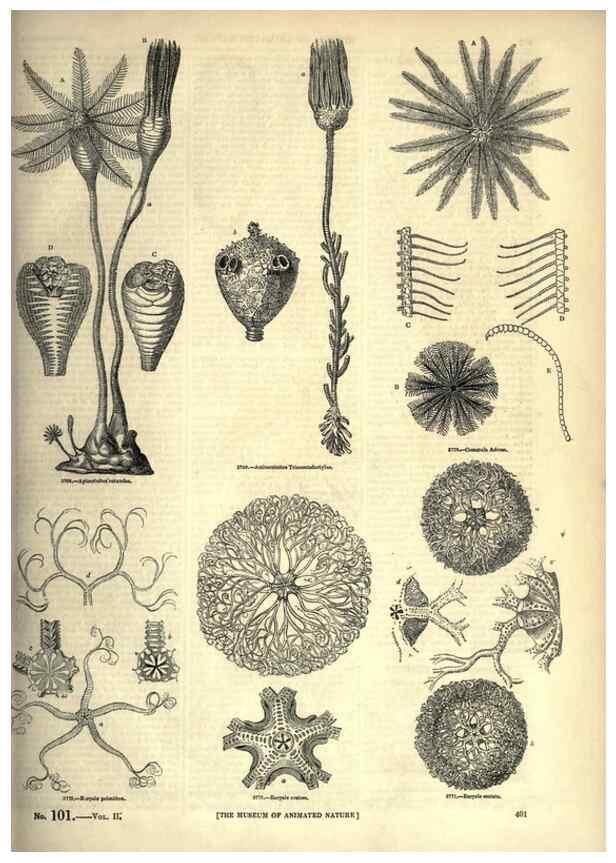 Reproducción/Reproduction 7740178286: The pictorial museum of animated nature .... London :C. Cox,[1844?]