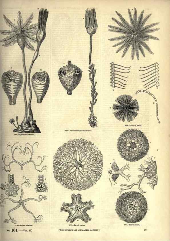 Reproducción/Reproduction 7740178286: The pictorial museum of animated nature .... London :C. Cox,[1844?]