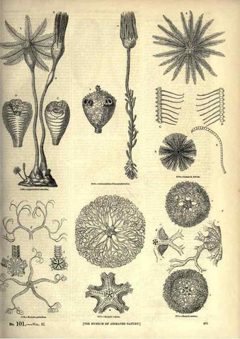 Reproducción/Reproduction 7740178286: The pictorial museum of animated nature .... London :C. Cox,[1844?]