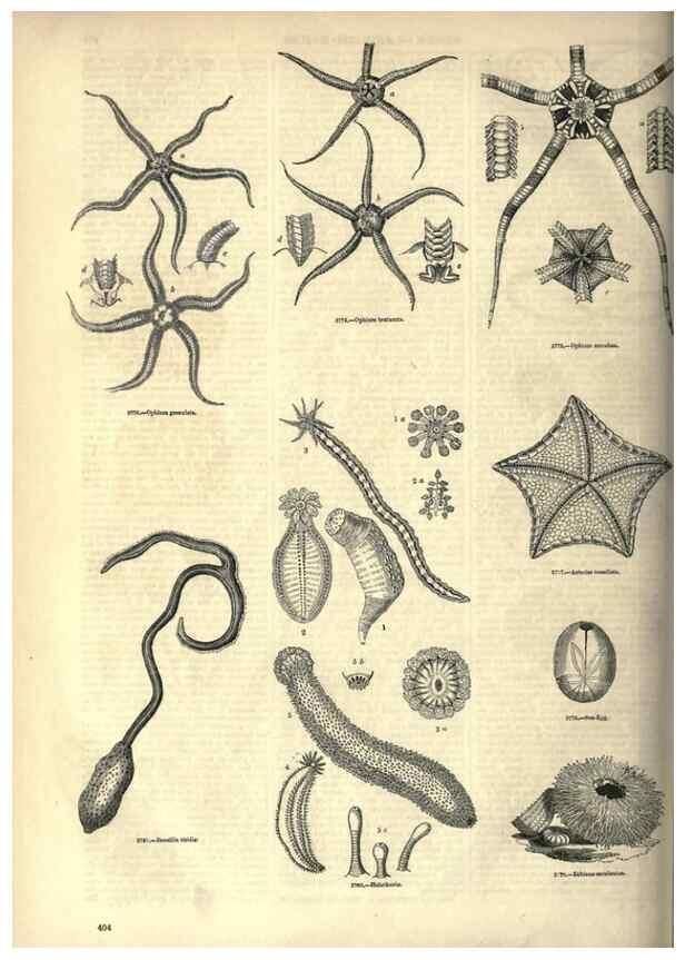Reproducción/Reproduction 7740179316: The pictorial museum of animated nature .... London :C. Cox,[1844?]