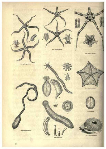 Reproducción/Reproduction 7740179316: The pictorial museum of animated nature .... London :C. Cox,[1844?]