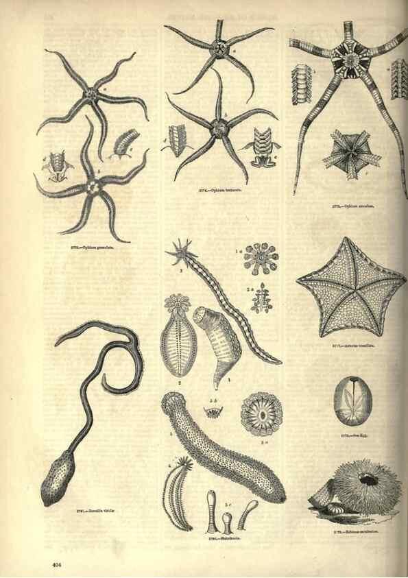 Reproducción/Reproduction 7740179316: The pictorial museum of animated nature .... London :C. Cox,[1844?]