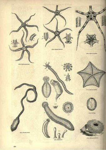 Reproducción/Reproduction 7740179316: The pictorial museum of animated nature .... London :C. Cox,[1844?]