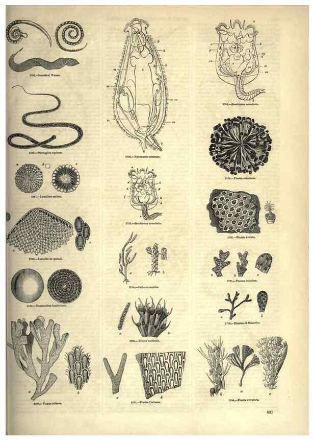 Reproducción/Reproduction 7740180534: The pictorial museum of animated nature .... London :C. Cox,[1844?]