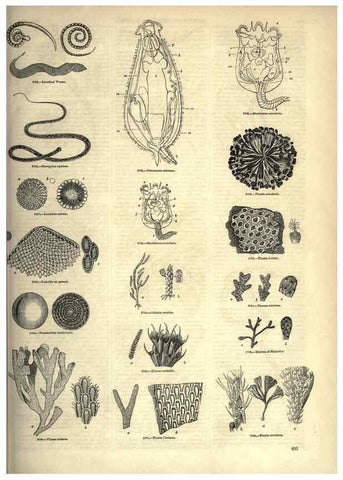 Reproducción/Reproduction 7740180534: The pictorial museum of animated nature .... London :C. Cox,[1844?]