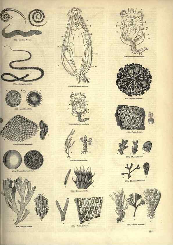 Reproducción/Reproduction 7740180534: The pictorial museum of animated nature .... London :C. Cox,[1844?]