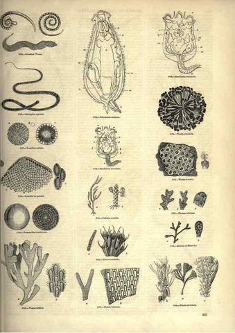 Reproducción/Reproduction 7740180534: The pictorial museum of animated nature .... London :C. Cox,[1844?]