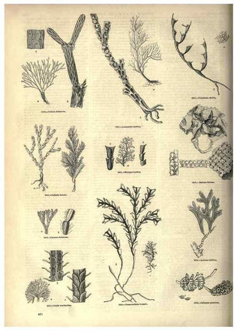 Reproducción/Reproduction 7740535764: The pictorial museum of animated nature .... London :C. Cox,[1844?]