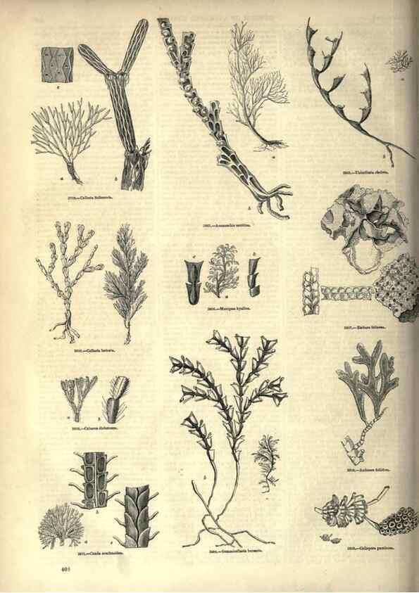 Reproducción/Reproduction 7740535764: The pictorial museum of animated nature .... London :C. Cox,[1844?]