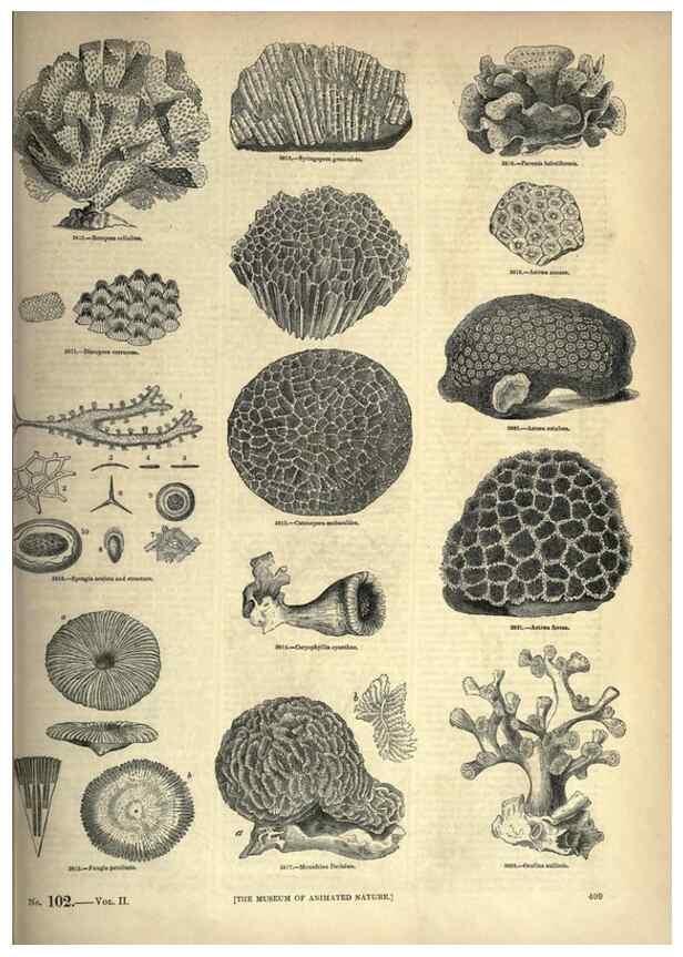 Reproducción/Reproduction 7740536842: The pictorial museum of animated nature .... London :C. Cox,[1844?]