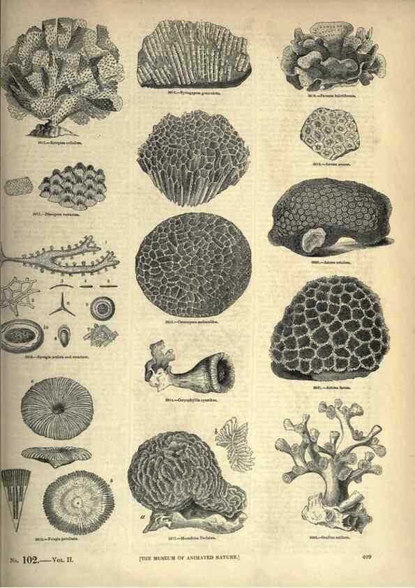 Reproducción/Reproduction 7740536842: The pictorial museum of animated nature .... London :C. Cox,[1844?]
