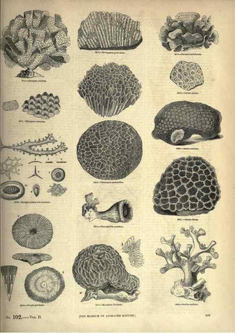 Reproducción/Reproduction 7740536842: The pictorial museum of animated nature .... London :C. Cox,[1844?]