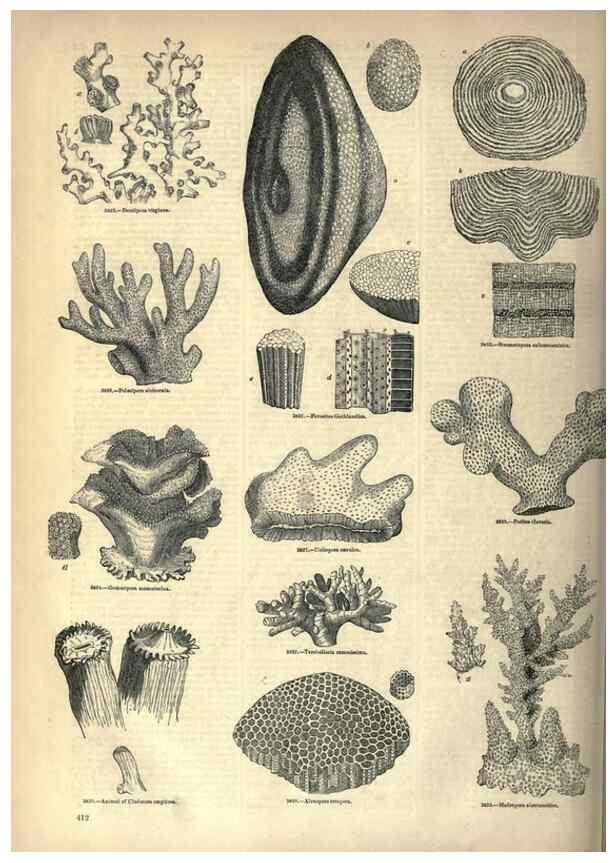 Reproducción/Reproduction 7740537976: The pictorial museum of animated nature .... London :C. Cox,[1844?]