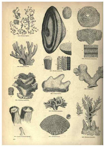 Reproducción/Reproduction 7740537976: The pictorial museum of animated nature .... London :C. Cox,[1844?]