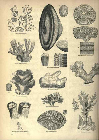 Reproducción/Reproduction 7740537976: The pictorial museum of animated nature .... London :C. Cox,[1844?]