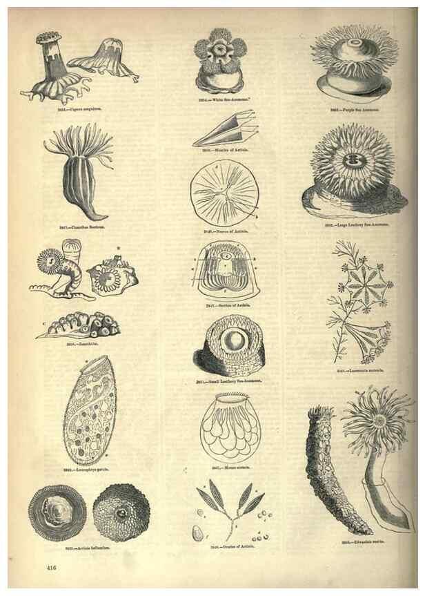 Reproducción/Reproduction 7740540548: The pictorial museum of animated nature .... London :C. Cox,[1844?]