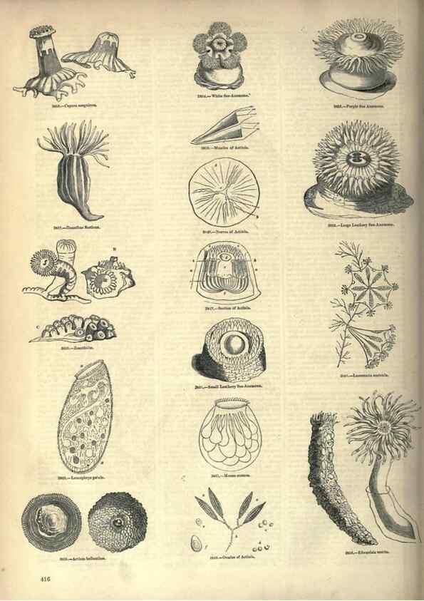 Reproducción/Reproduction 7740540548: The pictorial museum of animated nature .... London :C. Cox,[1844?]