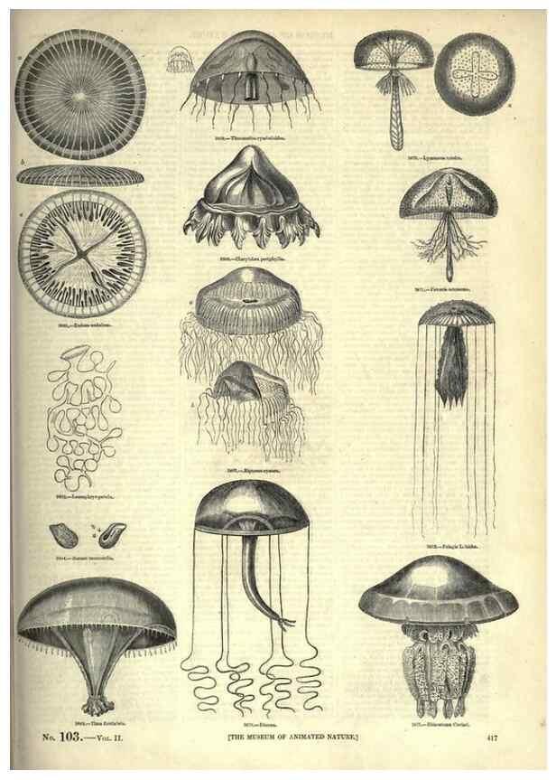 Reproducción/Reproduction 7740541976: The pictorial museum of animated nature .... London :C. Cox,[1844?]