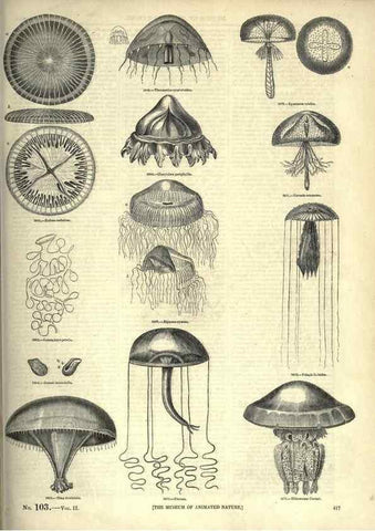 Reproducción/Reproduction 7740541976: The pictorial museum of animated nature .... London :C. Cox,[1844?]