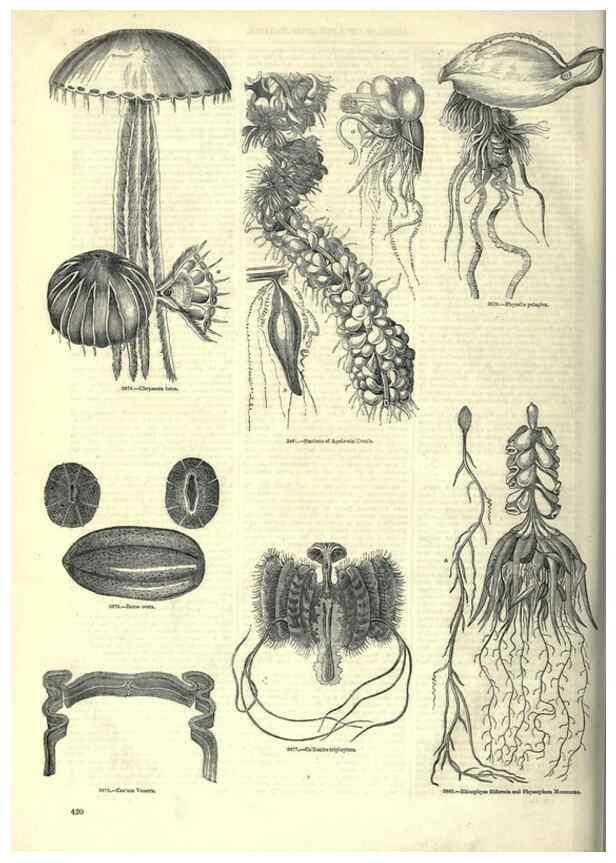 Reproducción/Reproduction 7740543316: The pictorial museum of animated nature .... London :C. Cox,[1844?]
