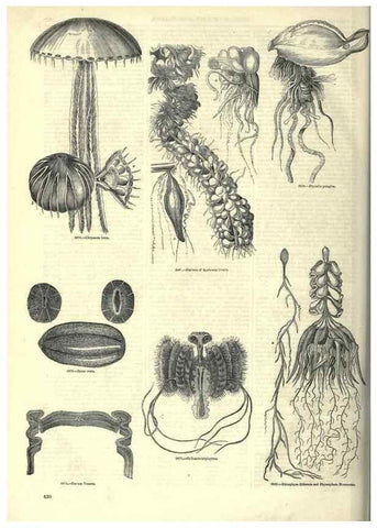 Reproducción/Reproduction 7740543316: The pictorial museum of animated nature .... London :C. Cox,[1844?]