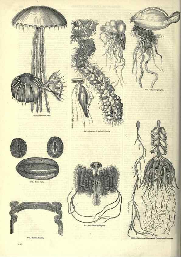 Reproducción/Reproduction 7740543316: The pictorial museum of animated nature .... London :C. Cox,[1844?]