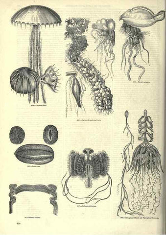 Reproducción/Reproduction 7740543316: The pictorial museum of animated nature .... London :C. Cox,[1844?]
